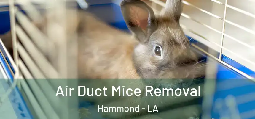  Air Duct Mice Removal Hammond - LA